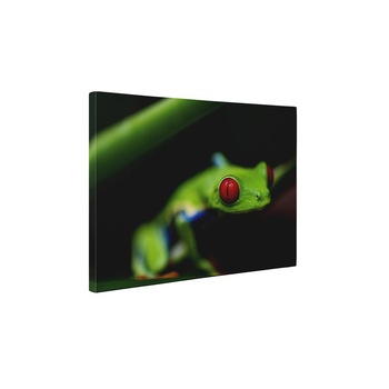 Broasca - Tablou Canvas - 60x80 cm Broasca - Tablou Canvas - 60x80 cm