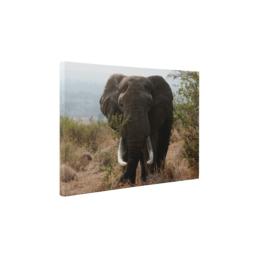 Elefant urias - Tablou Canvas - 60x75 cm