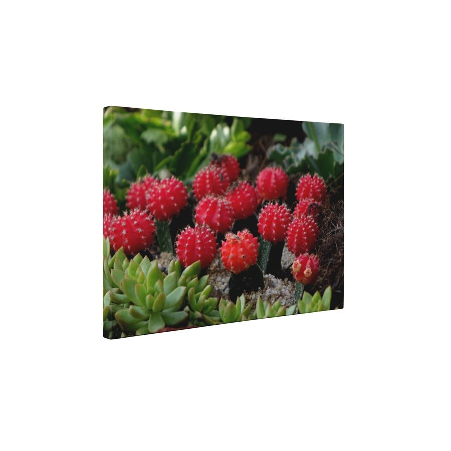 Cactusi - Tablou Canvas - 60x75 cm