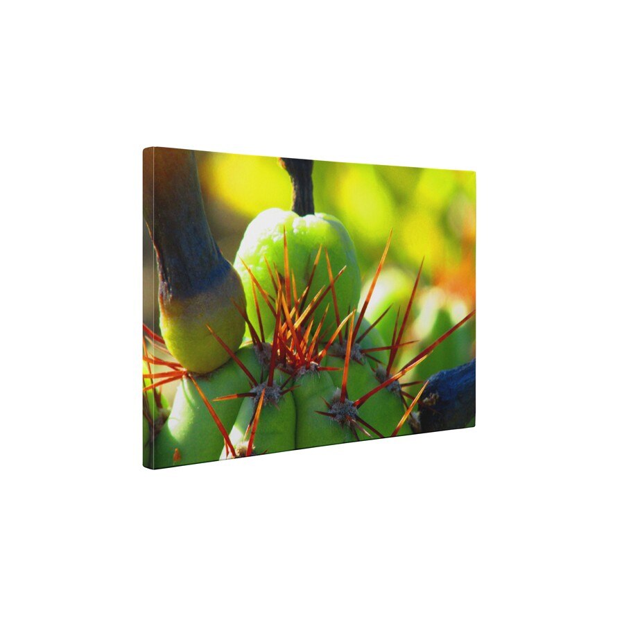 Cactus ciudat - Tablou Canvas - 85x110 cm