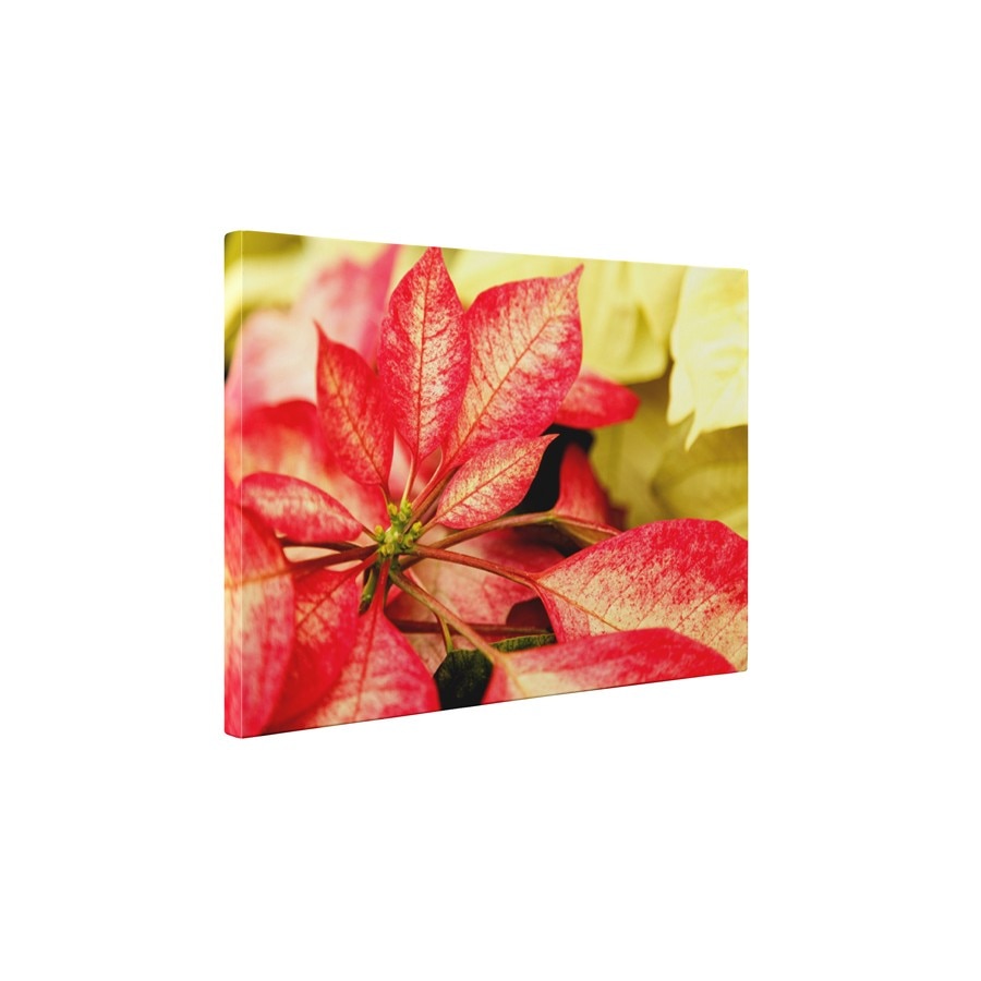 Creanga inflorita - Tablou Canvas - 60x75 cm