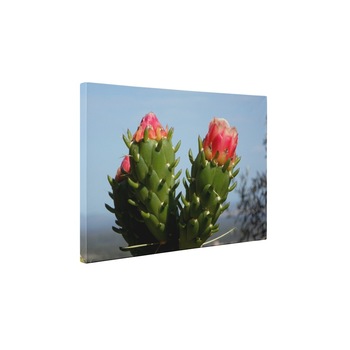 Cactus inflorit - Tablou Canvas - 90x120 cm Cactus inflorit - Tablou Canvas - 90x120 cm