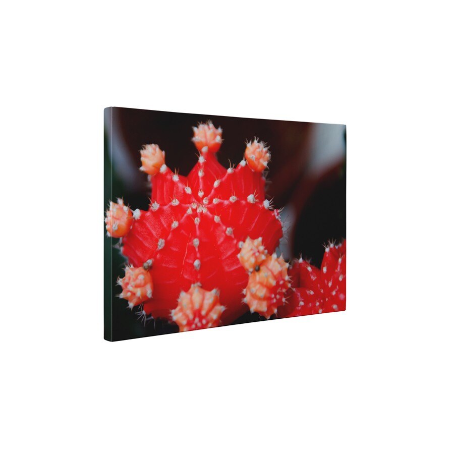 Cactus - Tablou Canvas - 80x105 cm