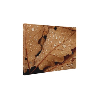 Frunze uscate acoperite de roua - Tablou Canvas - 65x85 cm Frunze uscate acoperite de roua - Tablou Canvas - 65x85 cm