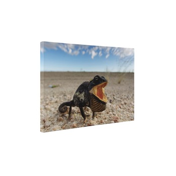 Cameleonul flamand - Tablou Canvas - 20x25 cm Cameleonul flamand - Tablou Canvas - 20x25 cm