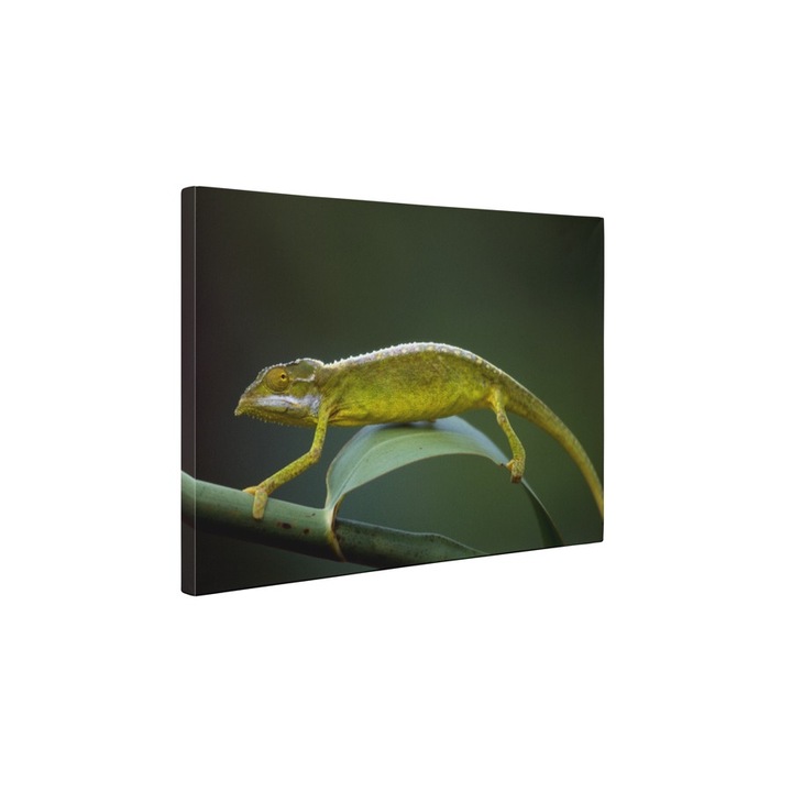 Cameleon - Tablou Canvas - 60x75 cm