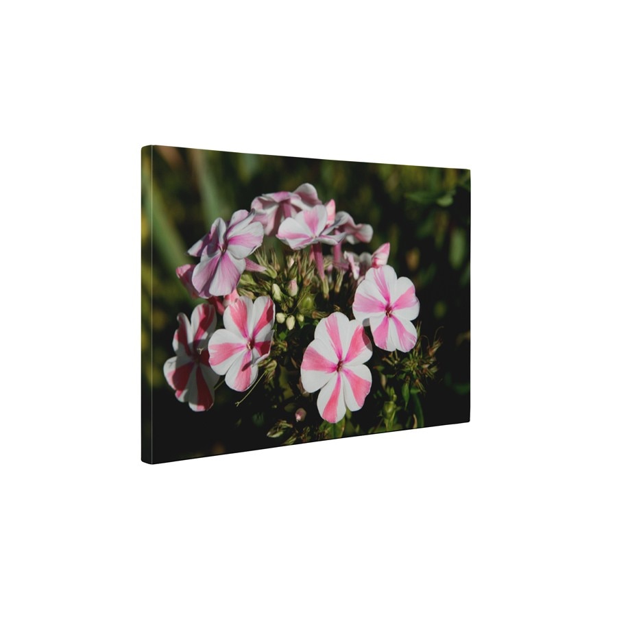 Floare cu dungi - Tablou Canvas - 60x75 cm