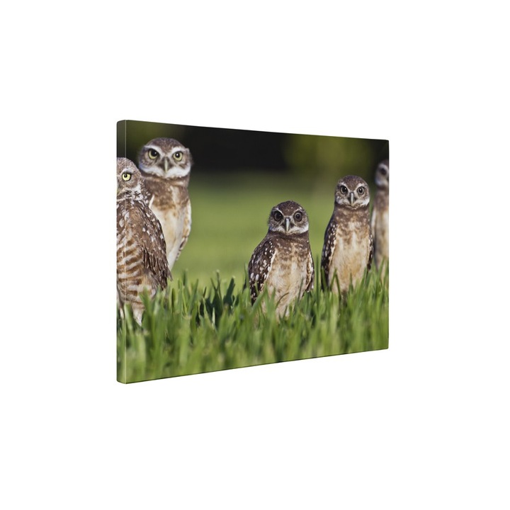Bufnite atente - Tablou Canvas - 45x60 cm