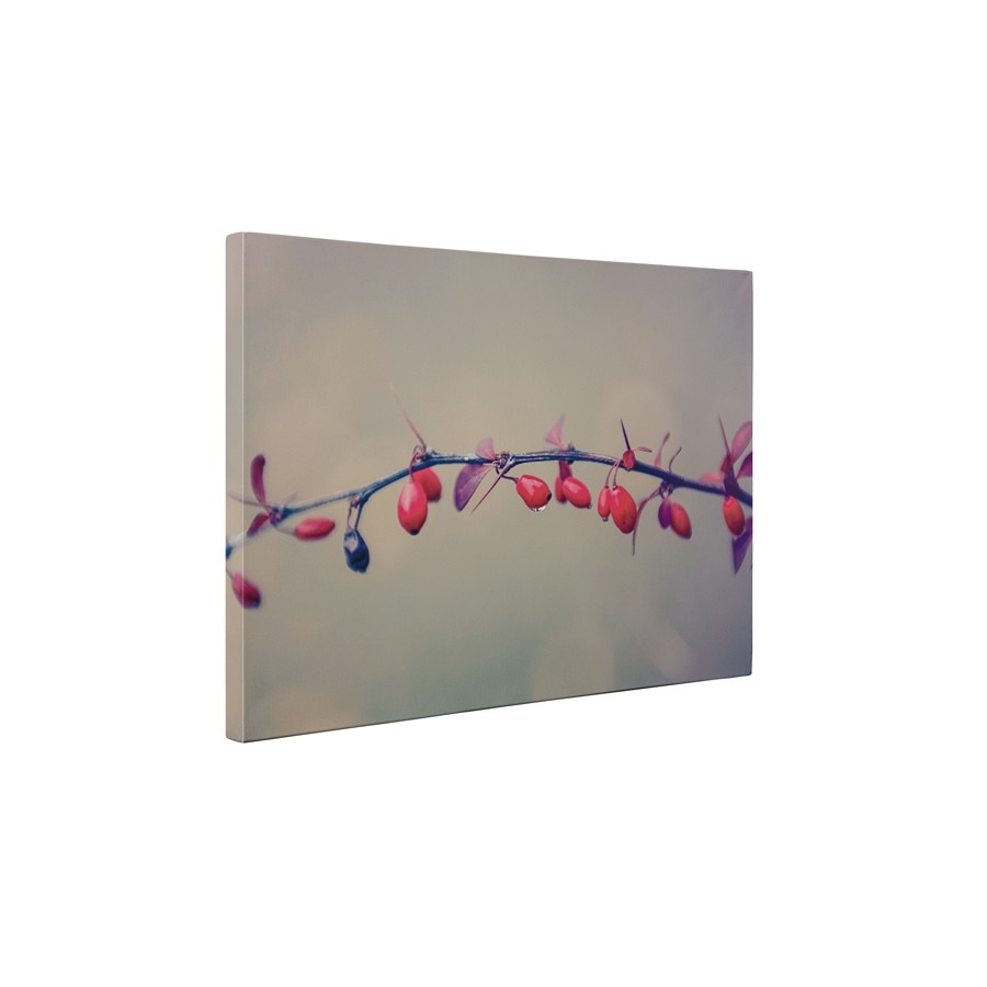 Macese coapte - Tablou Canvas - 45x60 cm