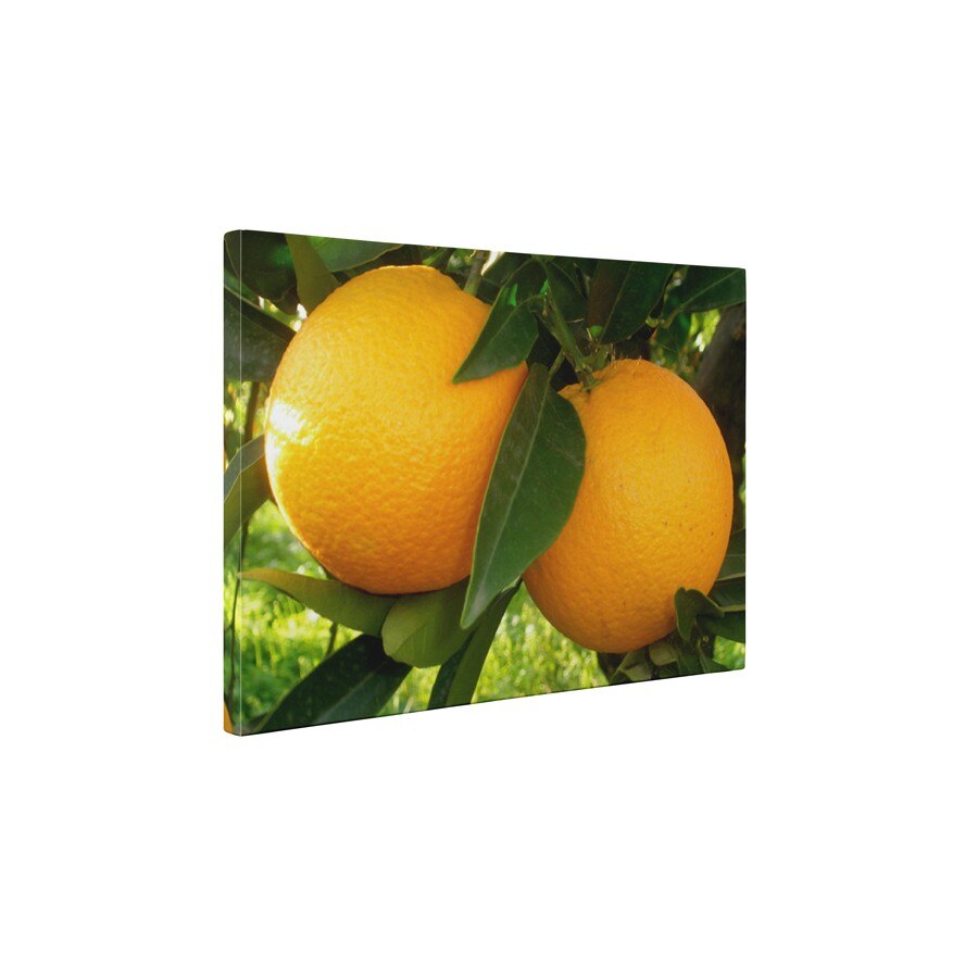 Portocale - Tablou Canvas - 60x75 cm