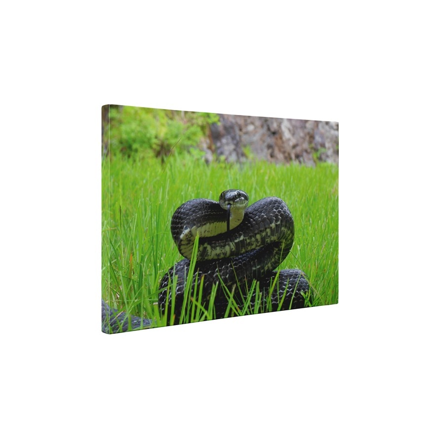 Sarpele veninos - Tablou Canvas - 80x105 cm