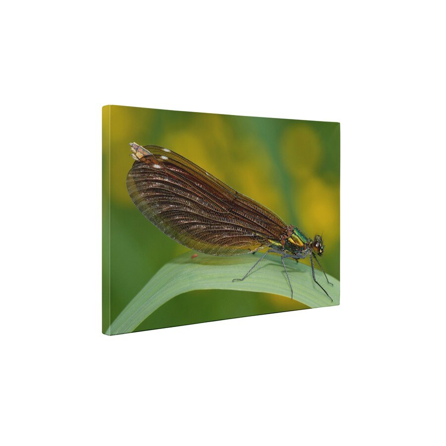 Anisoptera - Tablou Canvas - 45x60 cm