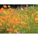 Narancs színű virágok vakrámás vászonkép - 60x75 cm