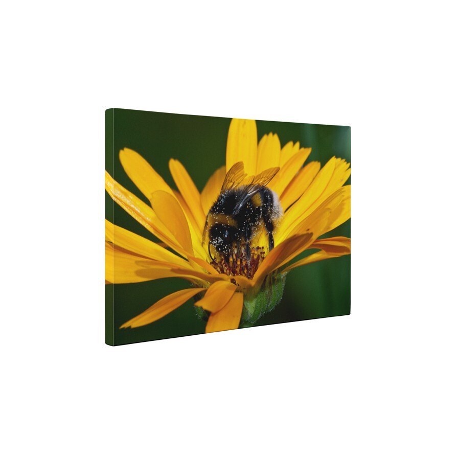 Gerbera si albinuta - Tablou Canvas - 60x80 cm