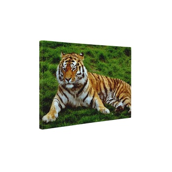 Tigrul obosit - Tablou Canvas - 50x65 cm Tigrul obosit - Tablou Canvas - 50x65 cm