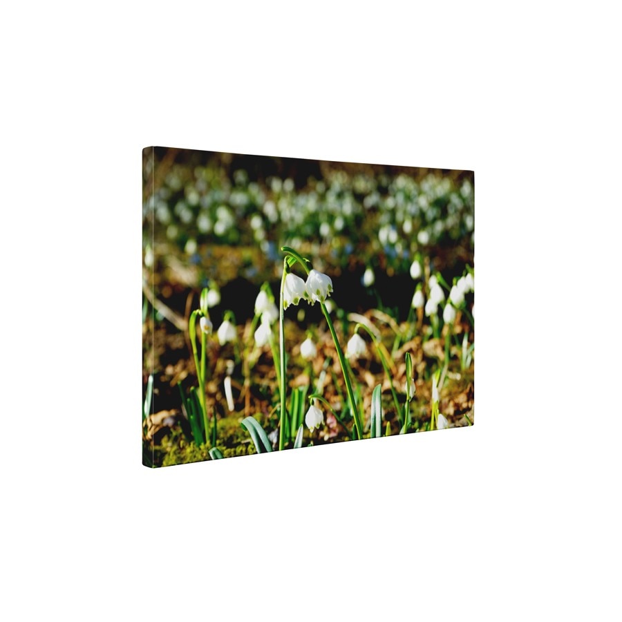 Ghiocei - Tablou Canvas - 60x80 cm