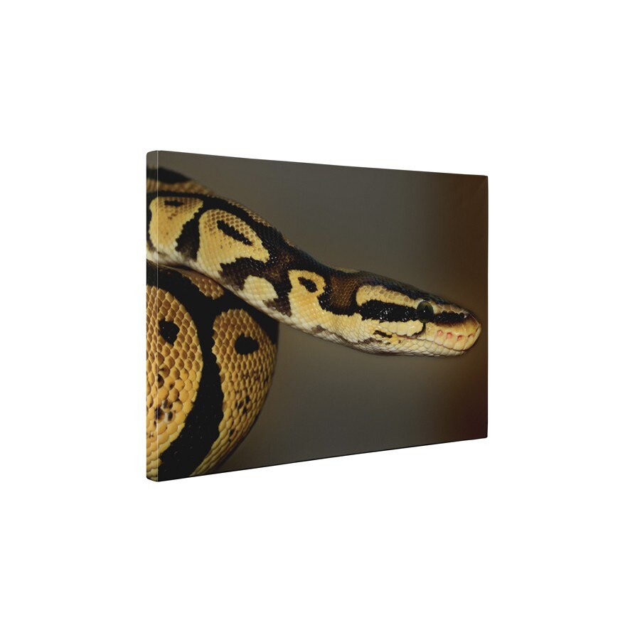 Sarpele - Tablou Canvas - 45x60 cm