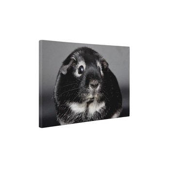 Porcusor de Guineea speriat - Tablou Canvas - 75x100 cm Porcusor de Guineea speriat - Tablou Canvas - 75x100 cm