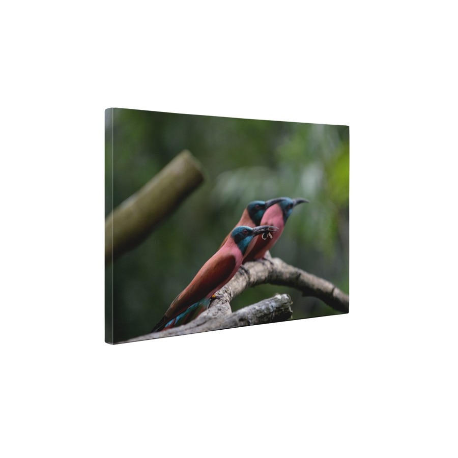 Pasari colorate - Tablou Canvas - 60x75 cm