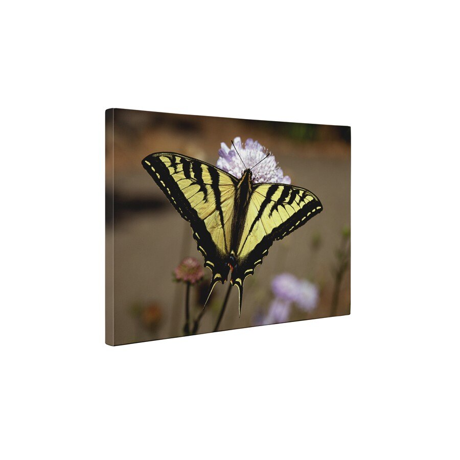 Papilionidae - Tablou Canvas - 60x80 cm