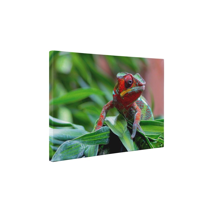 Maestru in camuflaj - Tablou Canvas - 60x75 cm