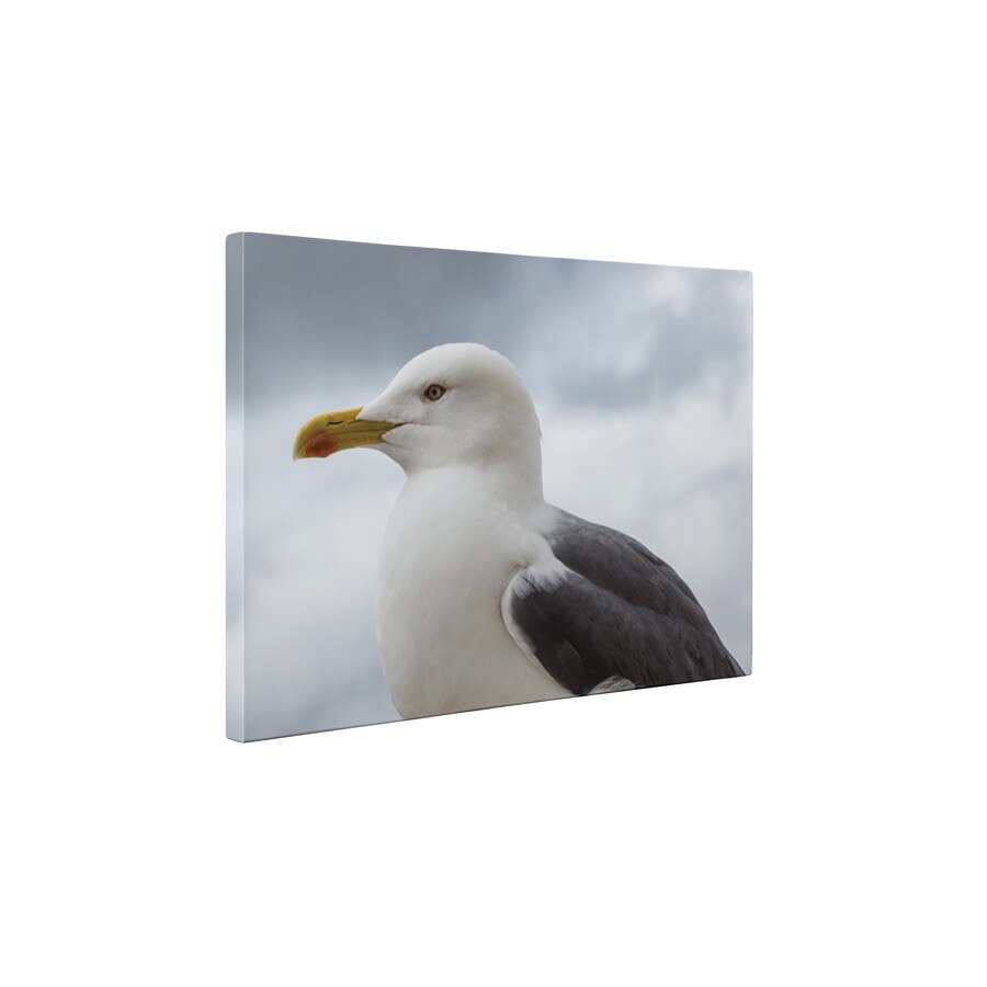 Regele pescarusilor - Tablou Canvas - 45x60 cm