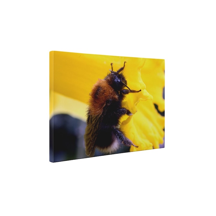 Munkás méhecske vakrámás vászonkép - 30x40 cm