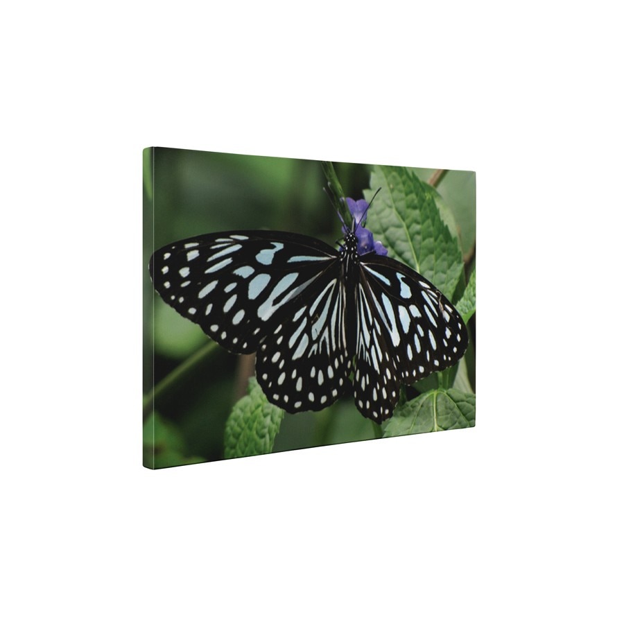 Fluture cu dungi - Tablou Canvas - 60x80 cm