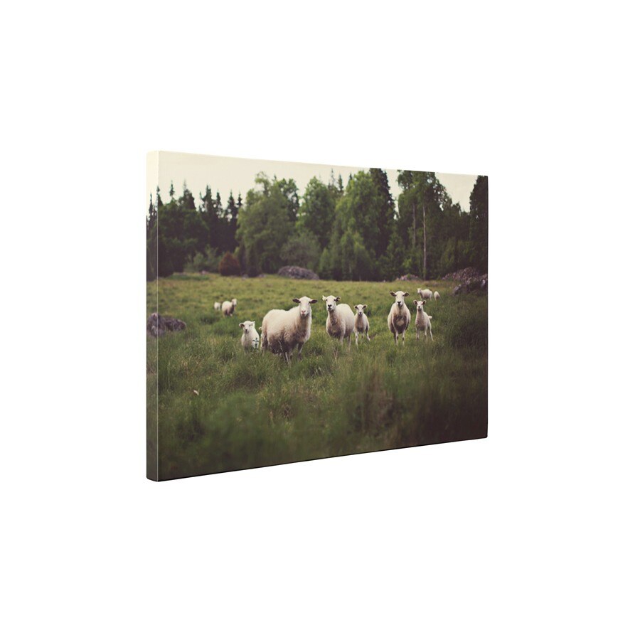 Oi pe camp - Tablou Canvas - 45x60 cm