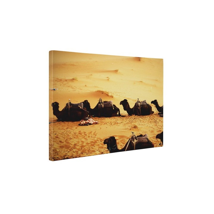 Camile obosite - Tablou Canvas - 50x65 cm