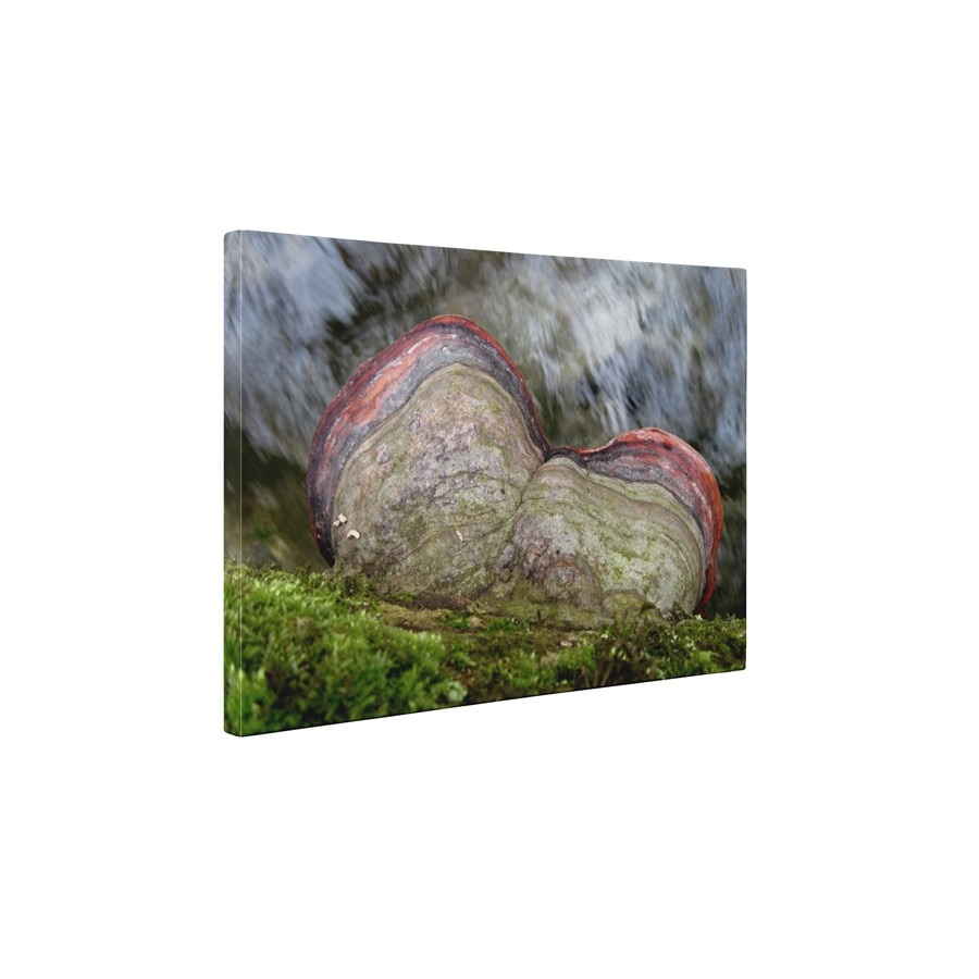 Contrast natural - Tablou Canvas - 45x60 cm