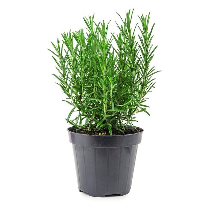 Planta aromatica, Rozmarin romanesc, ghiveci 12cm