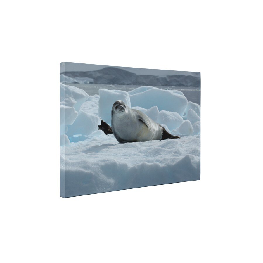 Pui de foca - Tablou Canvas - 60x80 cm