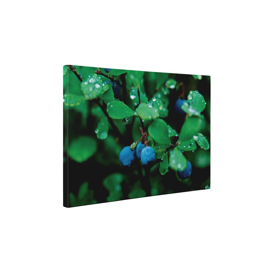 Porumbar - Tablou Canvas - 45x60 cm