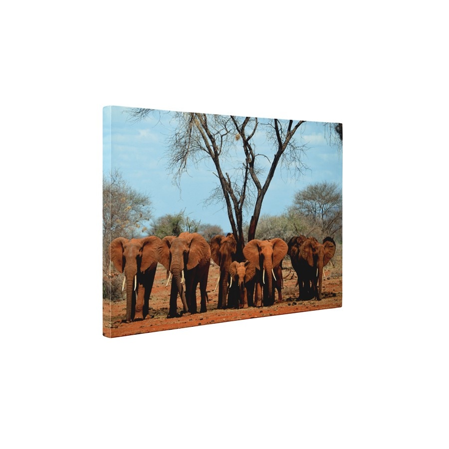 Familia de elefanti - Tablou Canvas - 60x80 cm