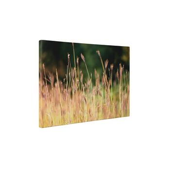 Campul vara - Tablou Canvas - 50x65 cm Campul vara - Tablou Canvas - 50x65 cm