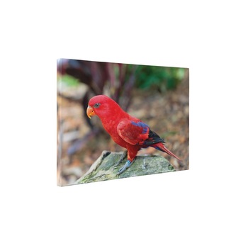 Pasarica rosie - Tablou Canvas - 85x110 cm Pasarica rosie - Tablou Canvas - 85x110 cm