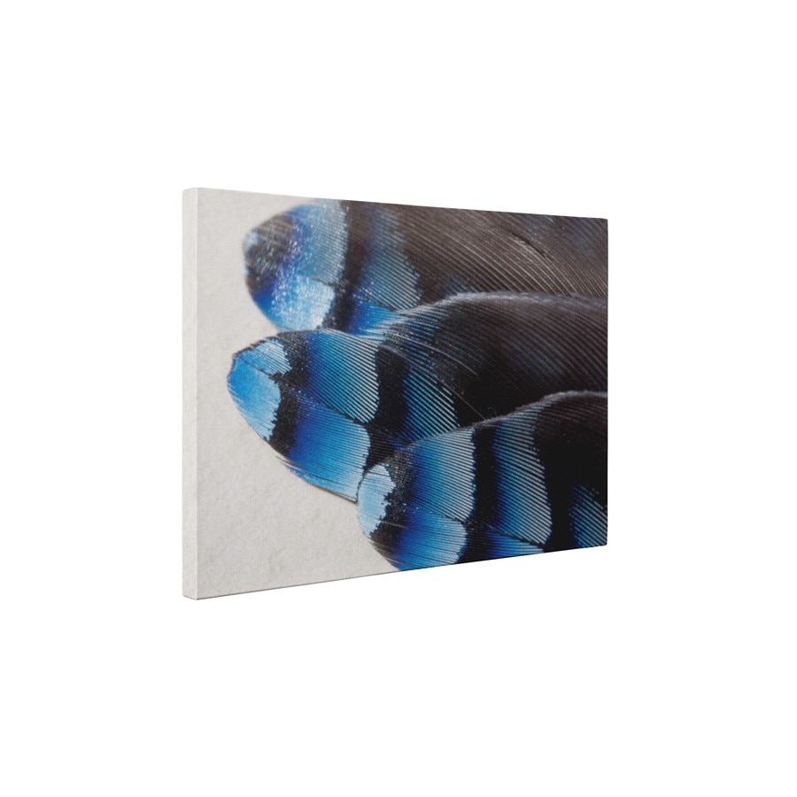 Pene albastre - Tablou Canvas - 60x75 cm