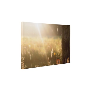 Campul umplut cu raze de soare - Tablou Canvas - 50x65 cm Campul umplut cu raze de soare - Tablou Canvas - 50x65 cm
