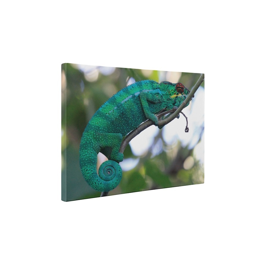 Cameleonul pe creanga - Tablou Canvas - 60x80 cm