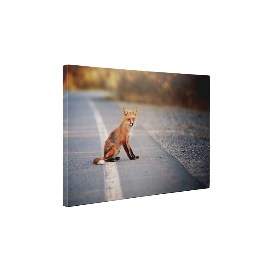 Vulpe - Tablou Canvas - 15x20 cm