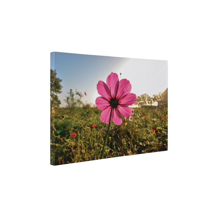 O floare roz - Tablou Canvas - 95x125 cm
