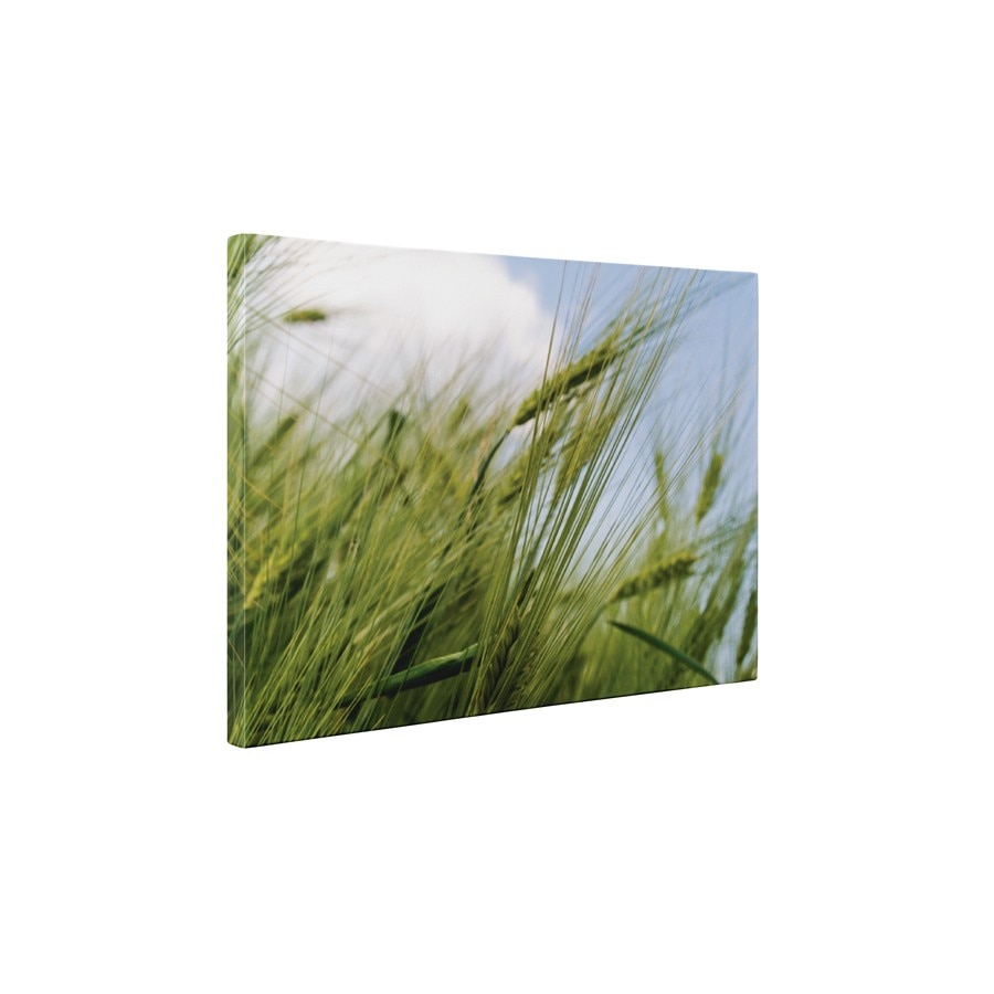 Graul verde - Tablou Canvas - 45x60 cm