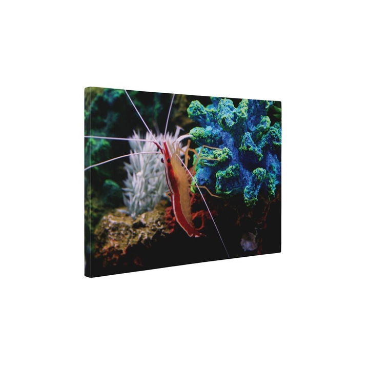 Krill - Vászonfestmény - 75x100 cm