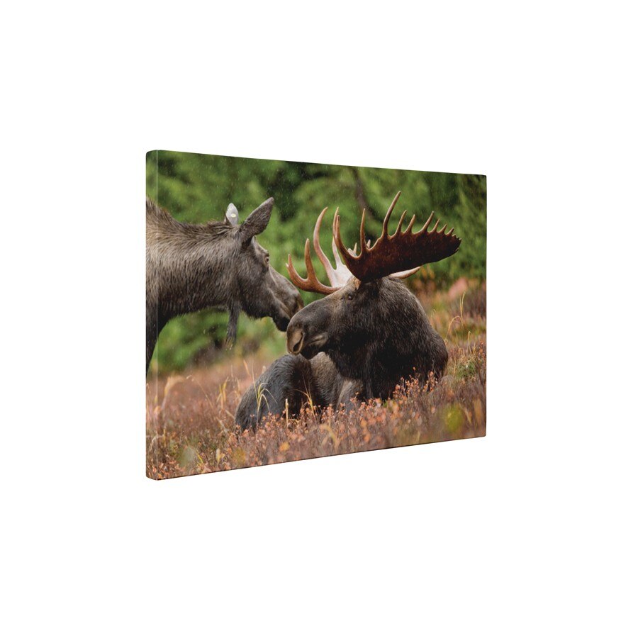 Elan - Tablou Canvas - 45x60 cm