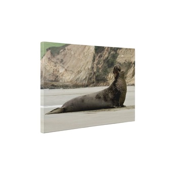 Leu de mare - Tablou Canvas - 25x35 cm Leu de mare - Tablou Canvas - 25x35 cm