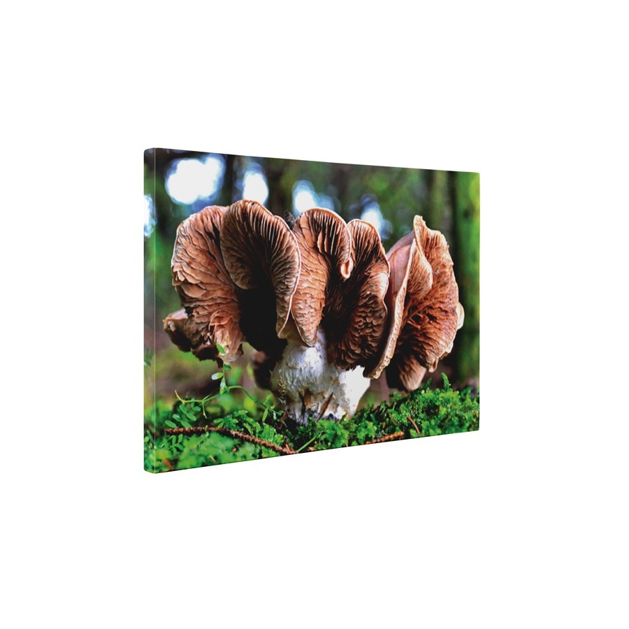 Mushroom - Tablou Canvas - 45x60 cm