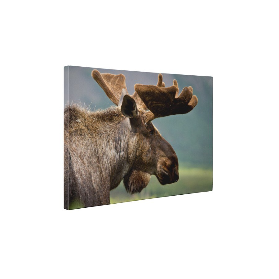 Renul - Tablou Canvas - 45x60 cm