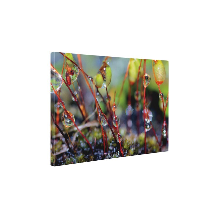 Roua de dimineata - Tablou Canvas - 60x75 cm