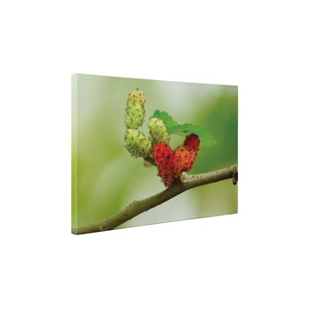 Dude - Tablou Canvas - 60x80 cm Dude - Tablou Canvas - 60x80 cm